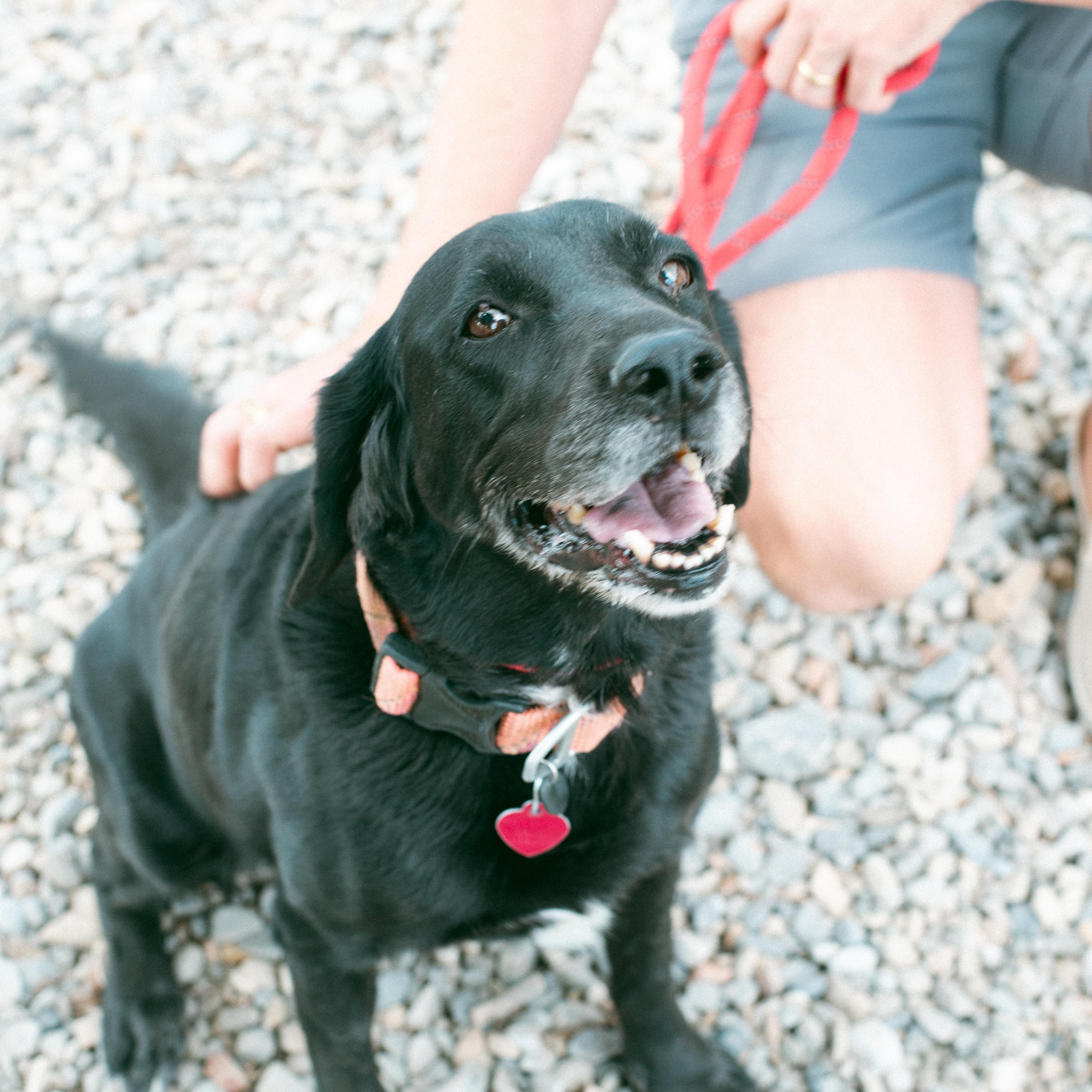 Satchmo (aka Satchi) photo 5
