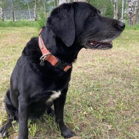 Satchmo (aka Satchi) photo 6