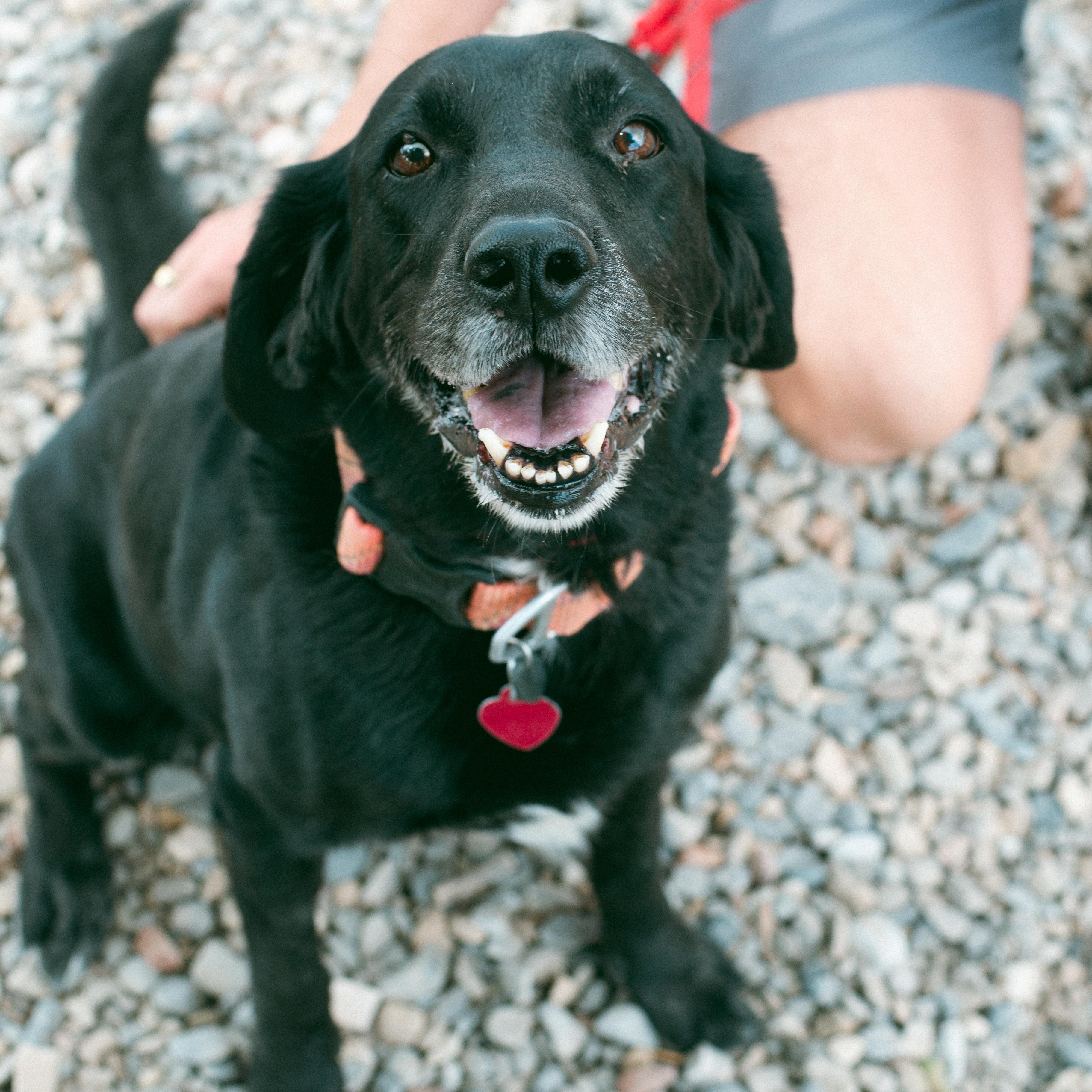 Satchmo (aka Satchi), Senior Female unknown