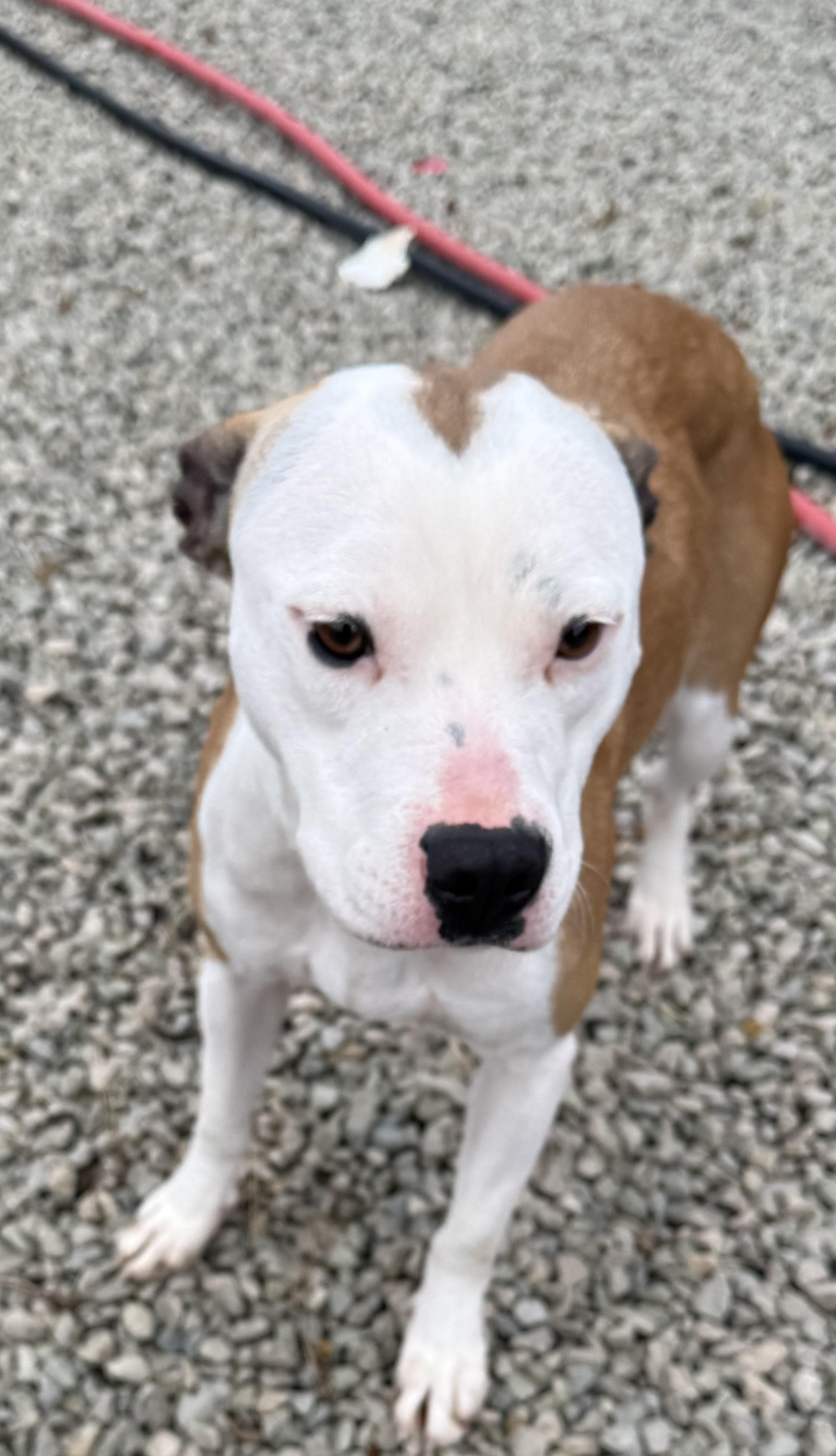 Nova, adopted, Young Female Pit Bull Terrier & Labrador Retriever.