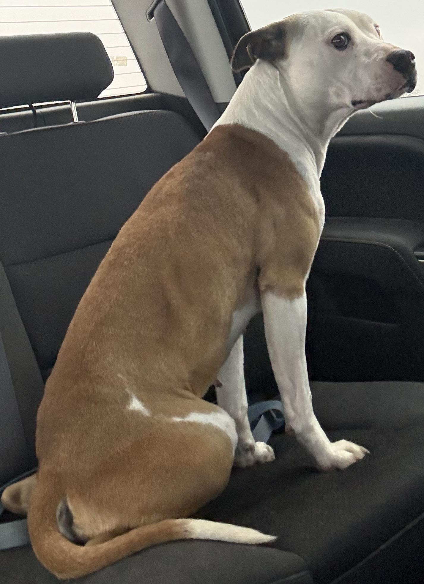 Enlarge Nova, an adopted mixed breed in Mayetta, KS image 5/6