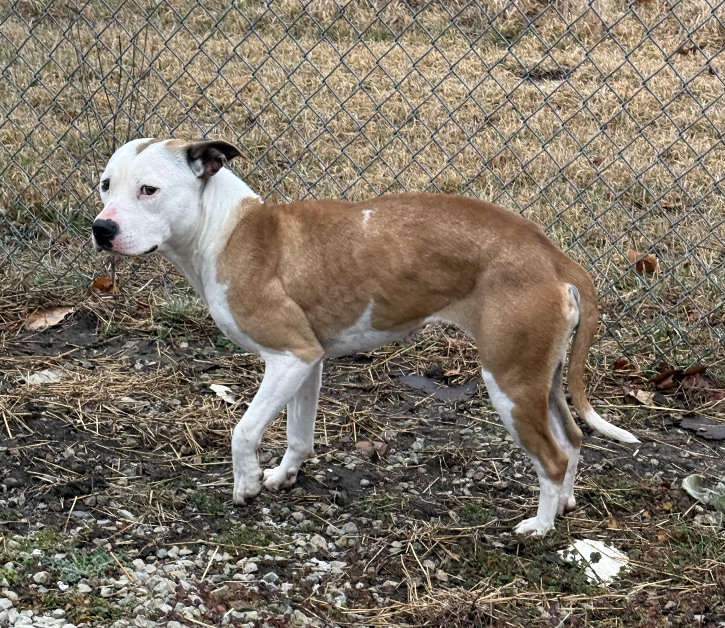 Enlarge Nova, an adopted mixed breed in Mayetta, KS image 3/6