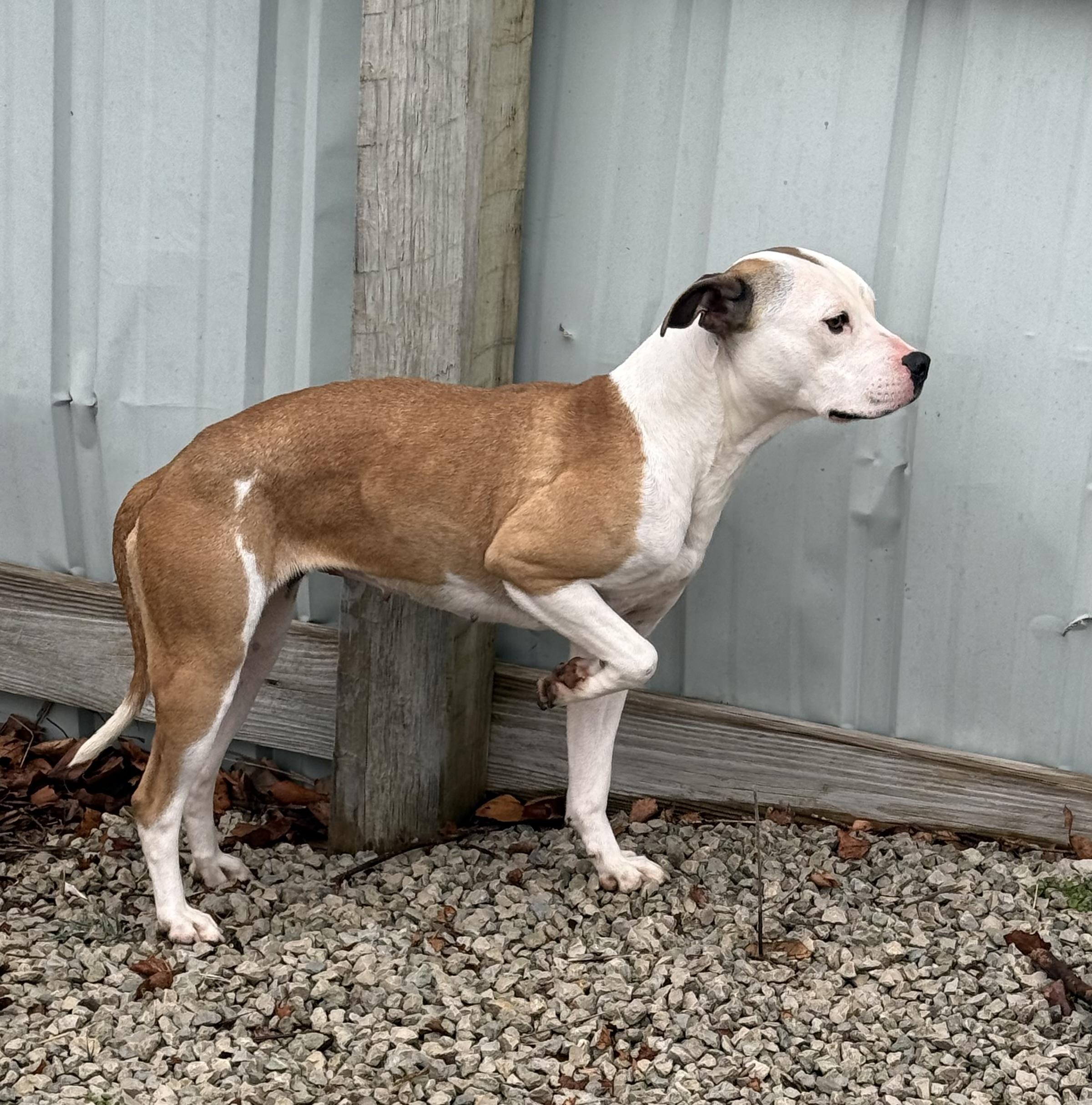 Enlarge Nova, an adopted mixed breed in Mayetta, KS image 4/6