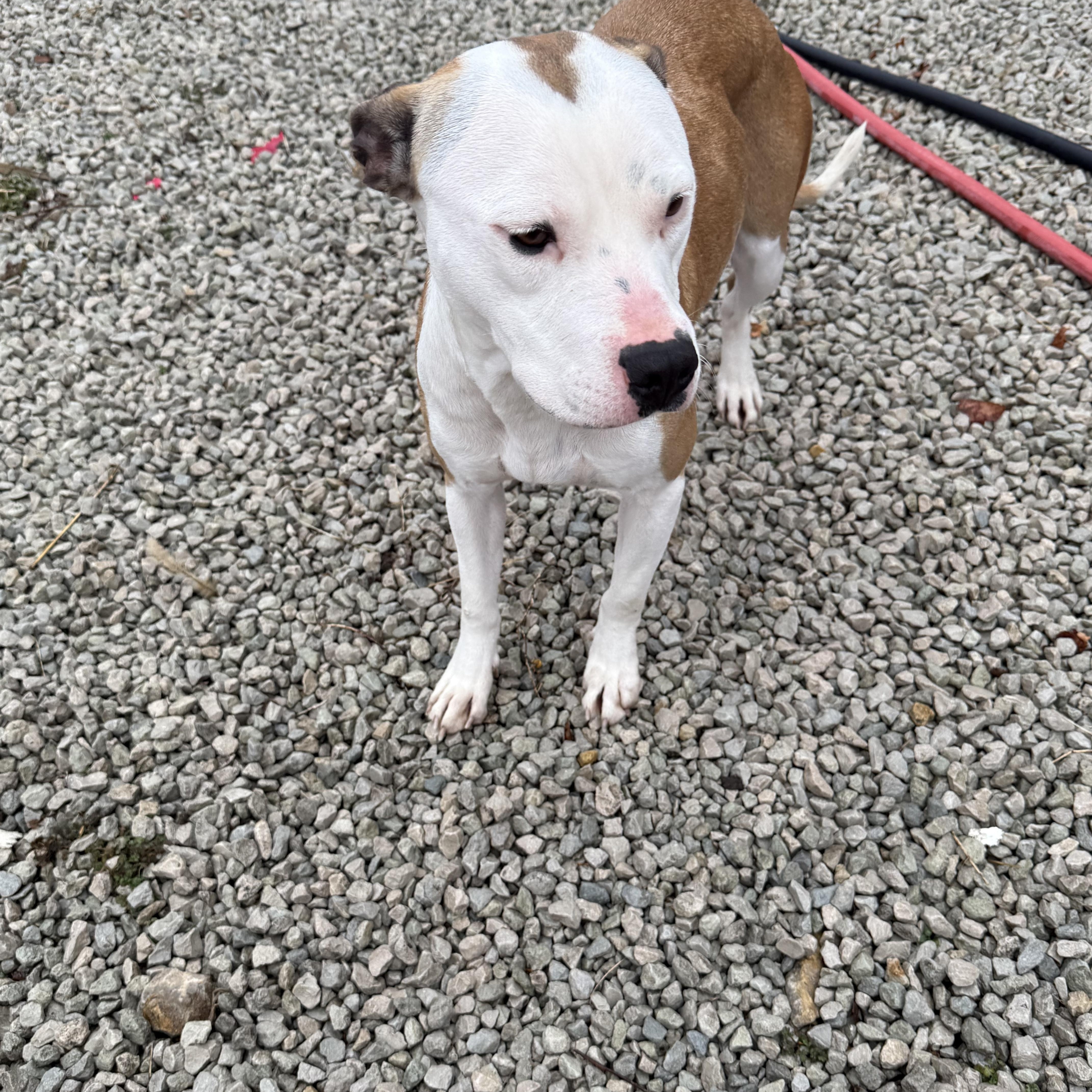 Enlarge Nova, an adopted mixed breed in Mayetta, KS image 2/6