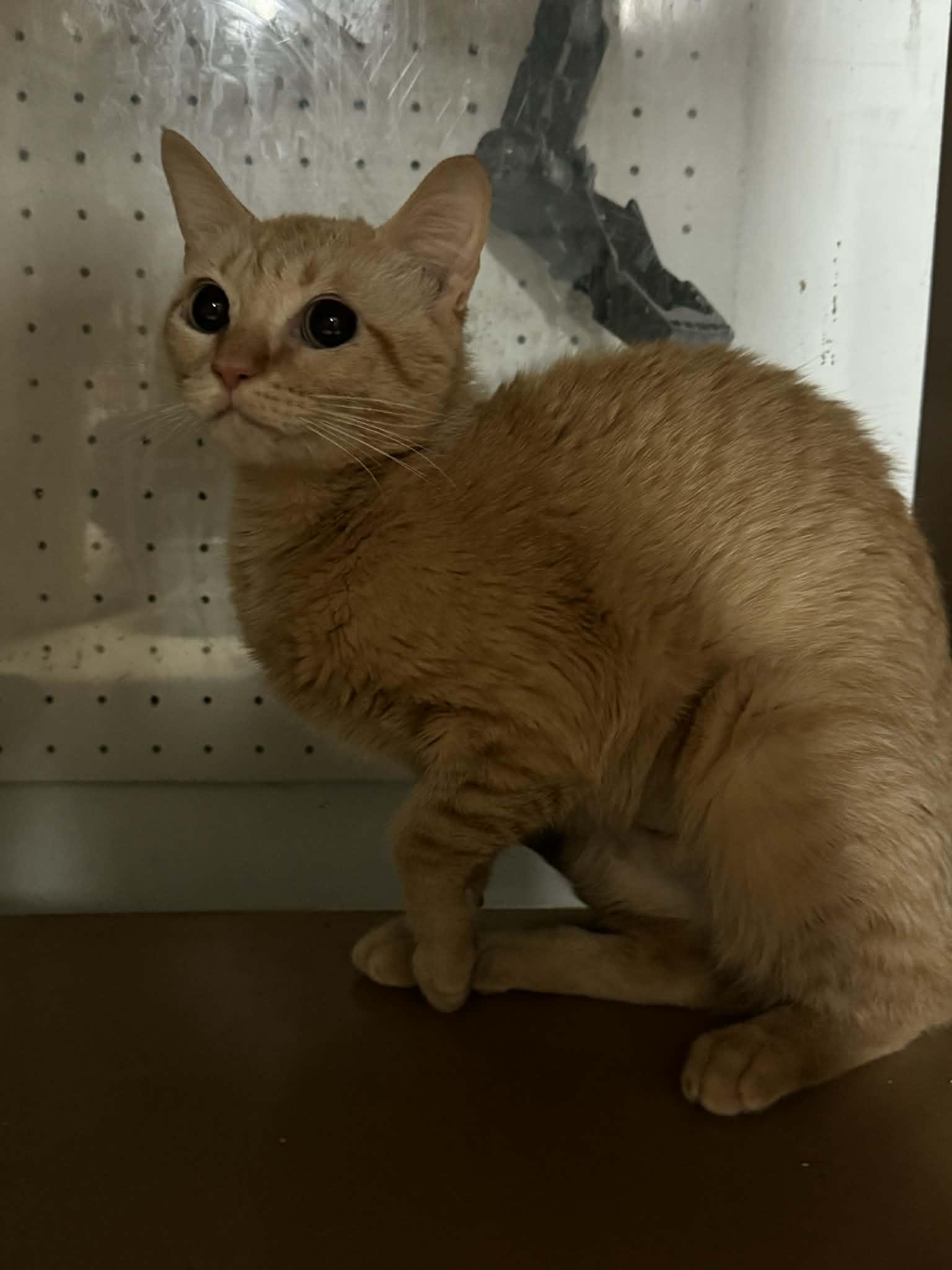 Enlarge Molly, a Adoptable mixed breed in Wasilla, AK image 1/1