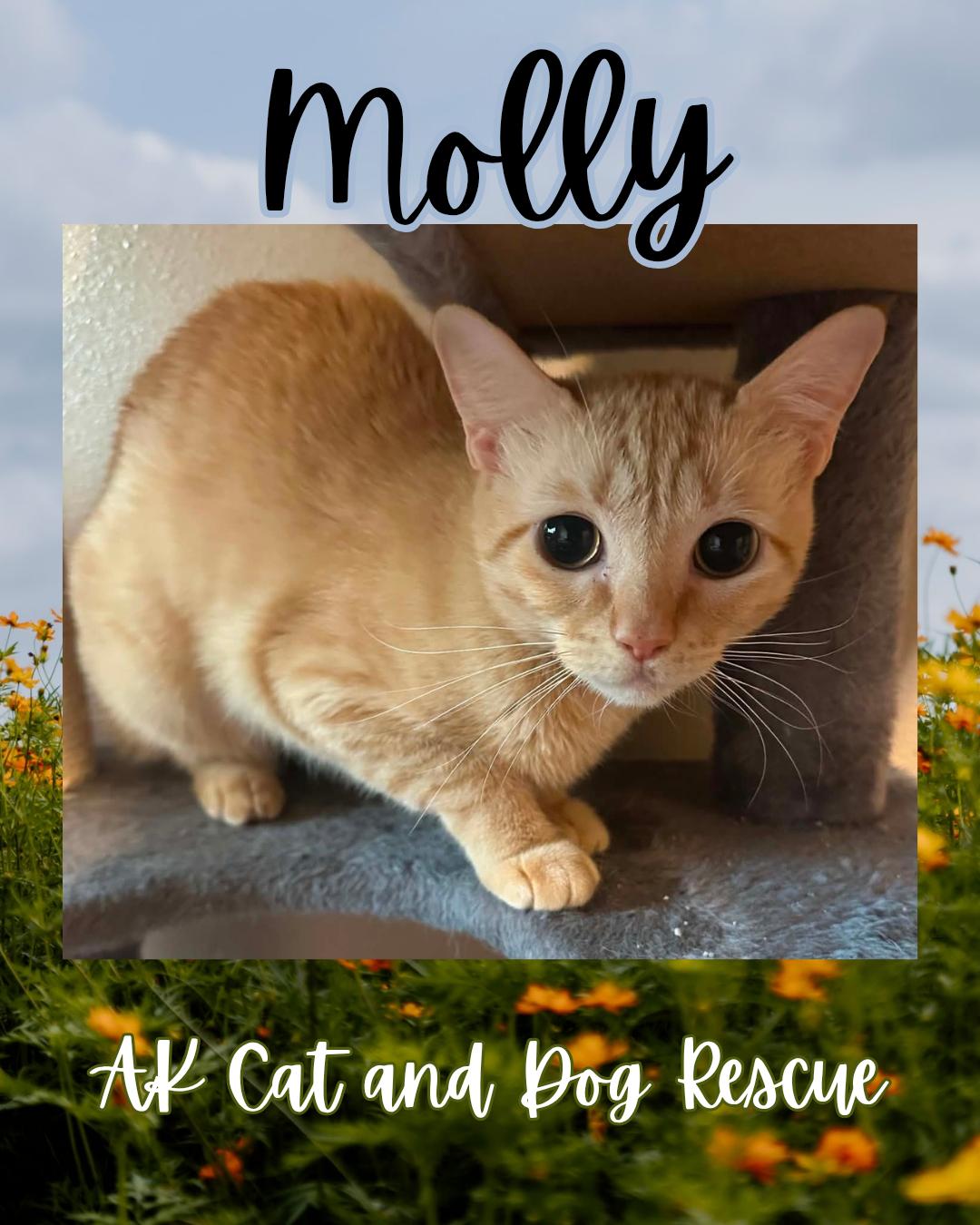 Enlarge Molly, a Adoptable mixed breed in Wasilla, AK image 2/2