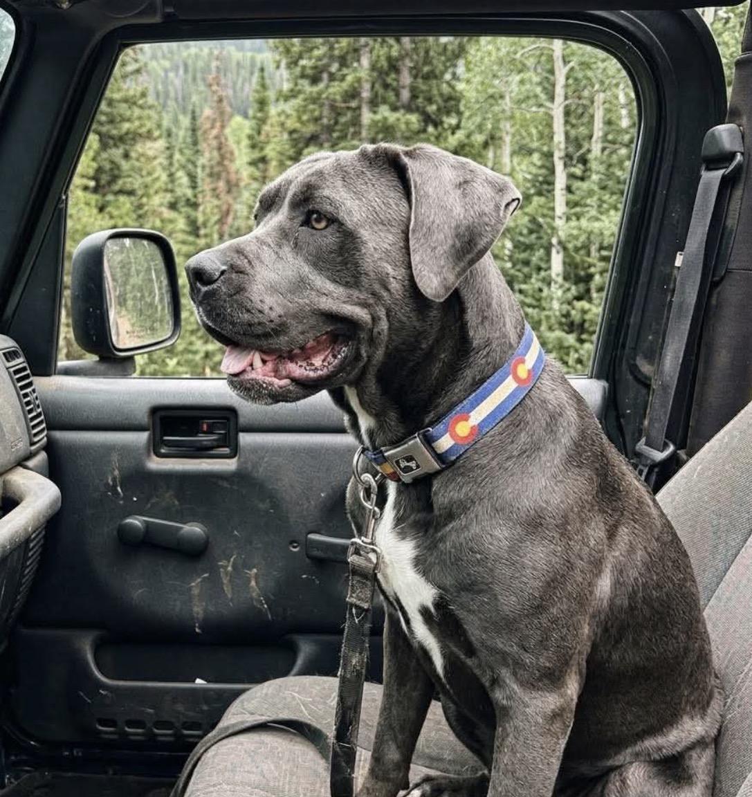 Enlarge Nani, a ADOPTABLE Cane Corso in Parker, CO image 2/3