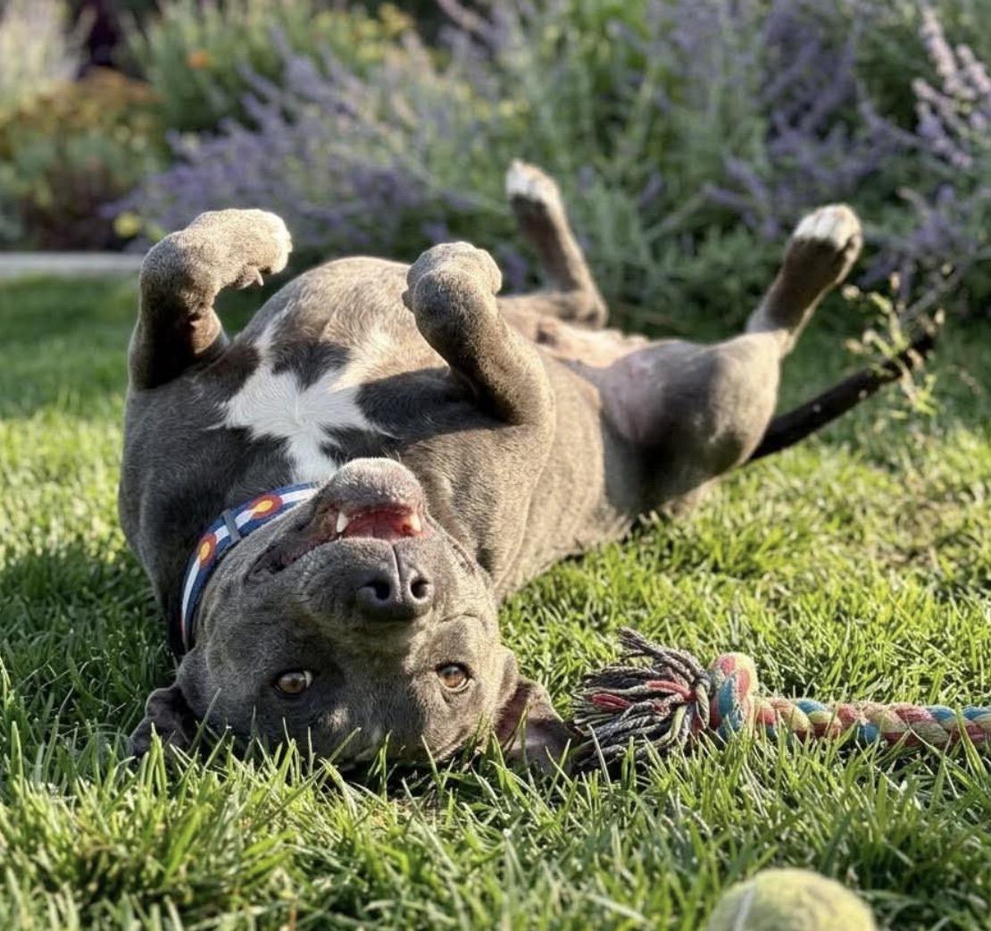Enlarge Nani, a ADOPTABLE Cane Corso in Parker, CO image 3/3