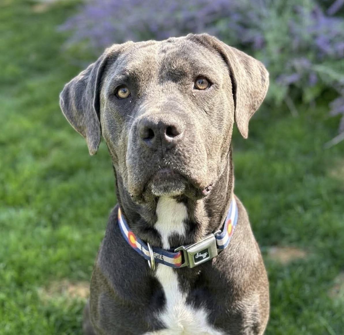 Nani, ADOPTABLE, Adult Female Cane Corso.