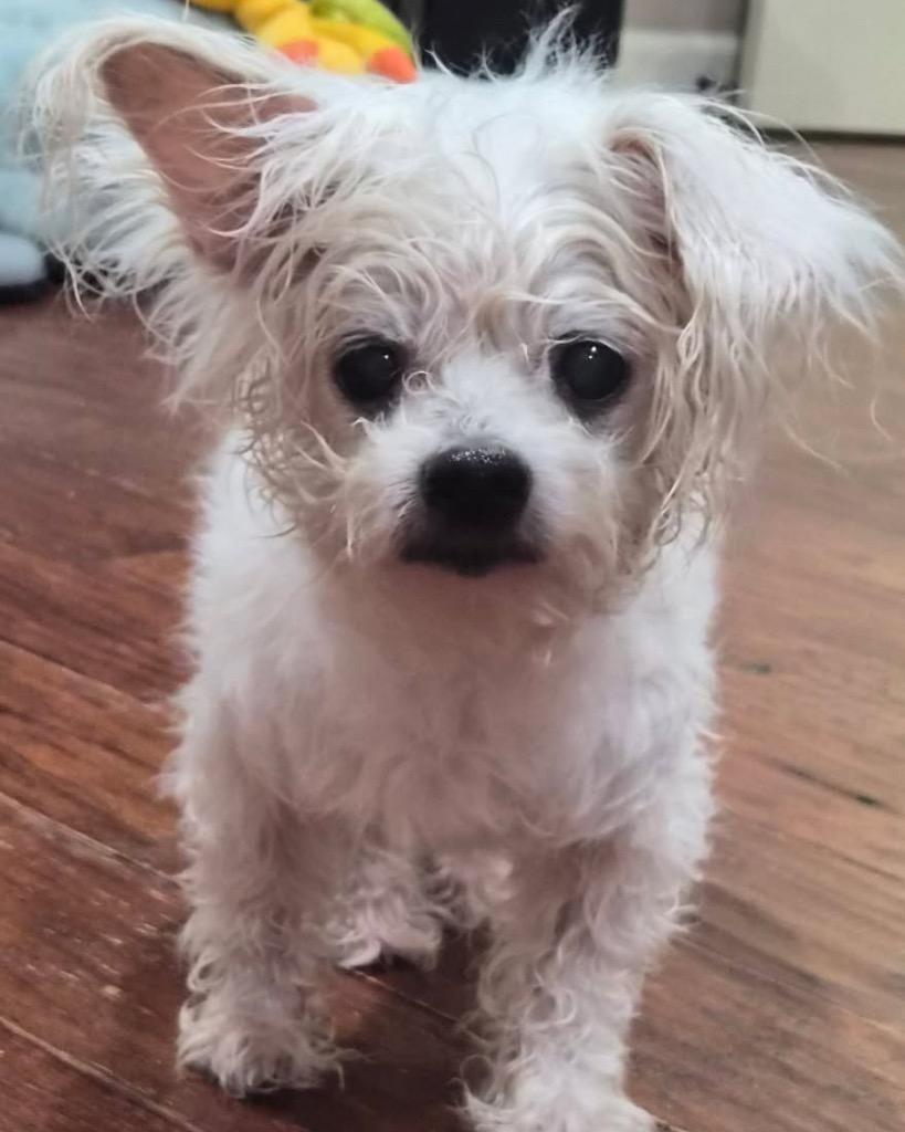 Klonopin (Khloe), Adoptable, Senior Female Maltese.