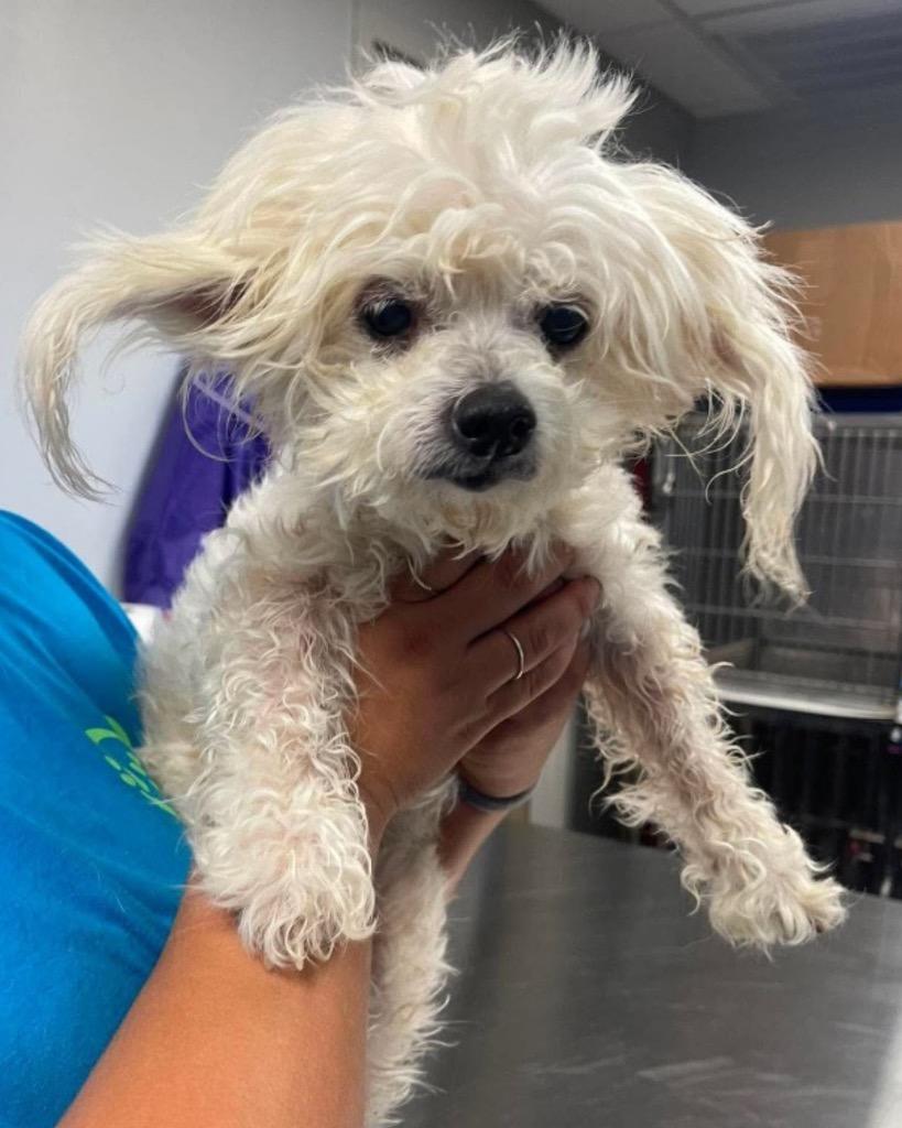 Enlarge Klonopin (Khloe), a Adoptable Maltese in Bryan, TX image 2/5