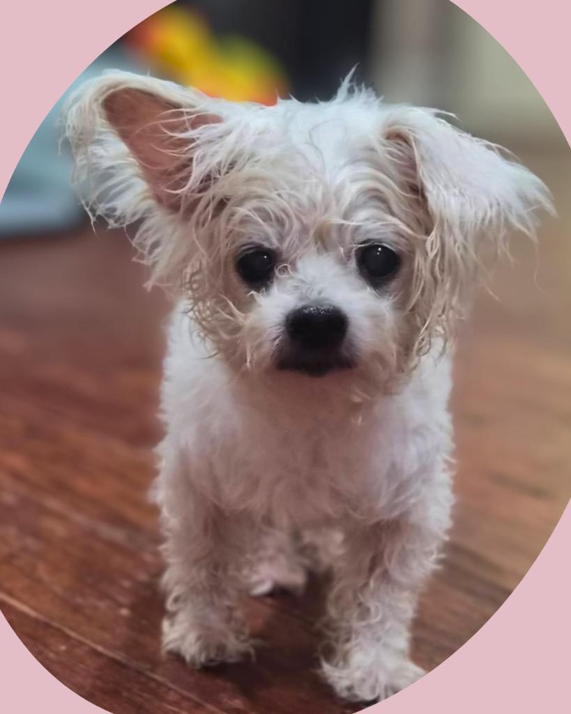 Enlarge Klonopin (Khloe), a Adoptable Maltese in Bryan, TX image 3/5