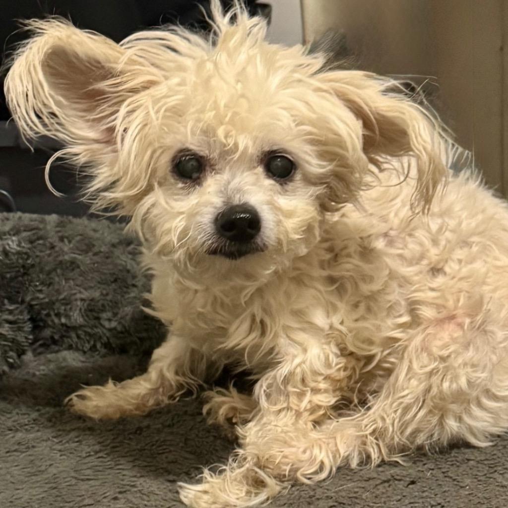 Enlarge Klonopin (Khloe), a Adoptable Maltese in Bryan, TX image 5/5