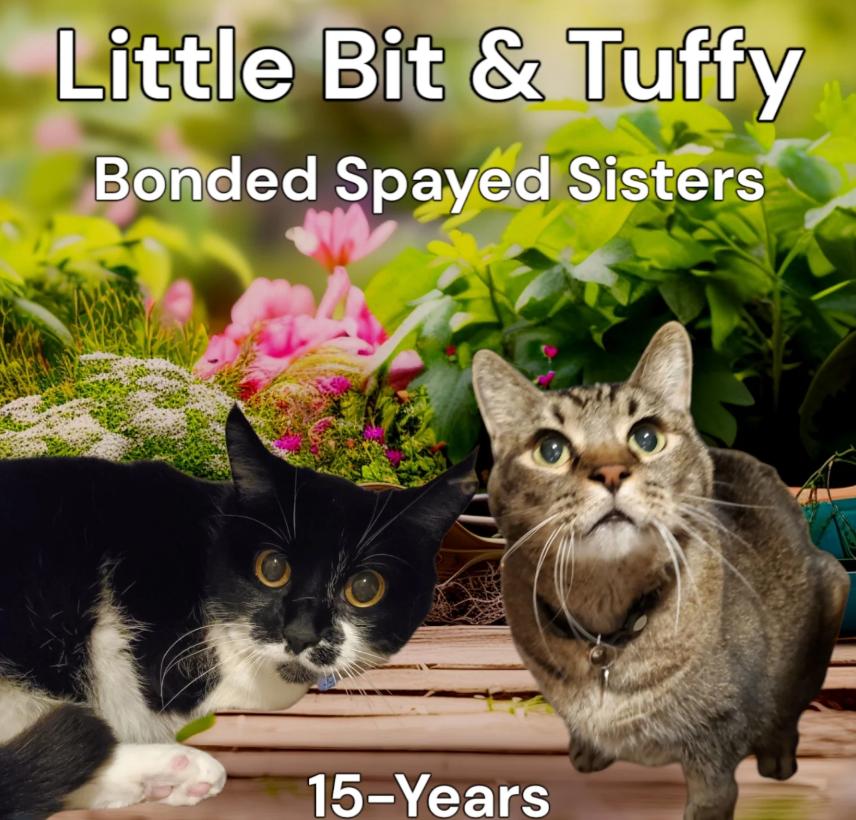 Little Bit & Tuffy – Bonded Pair of Spayed Females, Adoptable, Senior Female Tuxedo.
