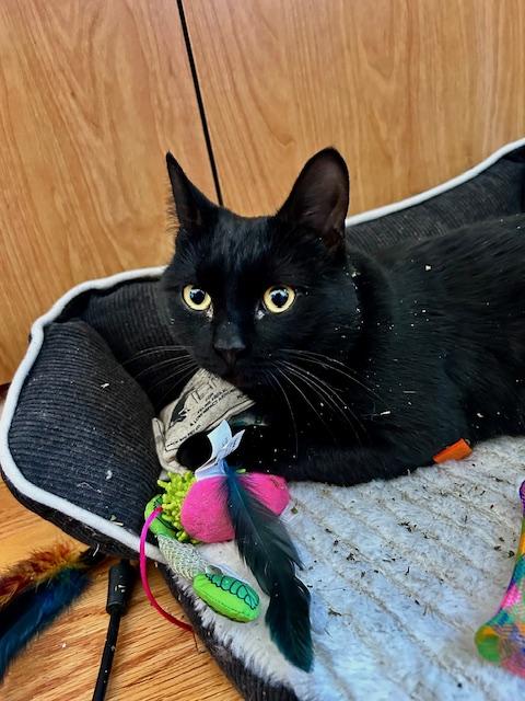 Enlarge Winthrop, a ADOPTABLE Domestic Short Hair in Melrose, MA image 1/6