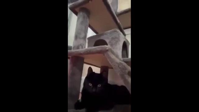 Enlarge Winthrop, a ADOPTABLE Domestic Short Hair in Melrose, MA image 2/6