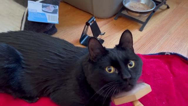 Enlarge Winthrop, a ADOPTABLE Domestic Short Hair in Melrose, MA image 3/6