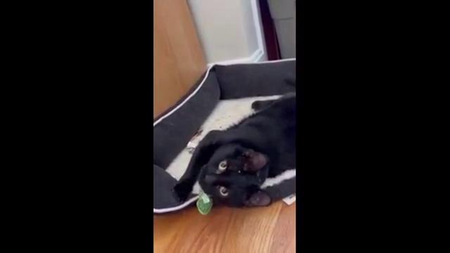 Enlarge Winthrop, a ADOPTABLE Domestic Short Hair in Melrose, MA image 4/6