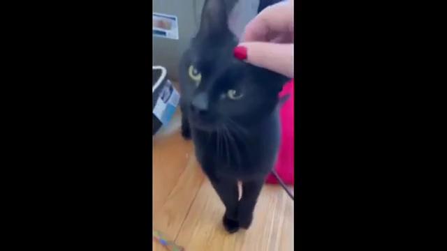 Enlarge Winthrop, a ADOPTABLE Domestic Short Hair in Melrose, MA image 5/6