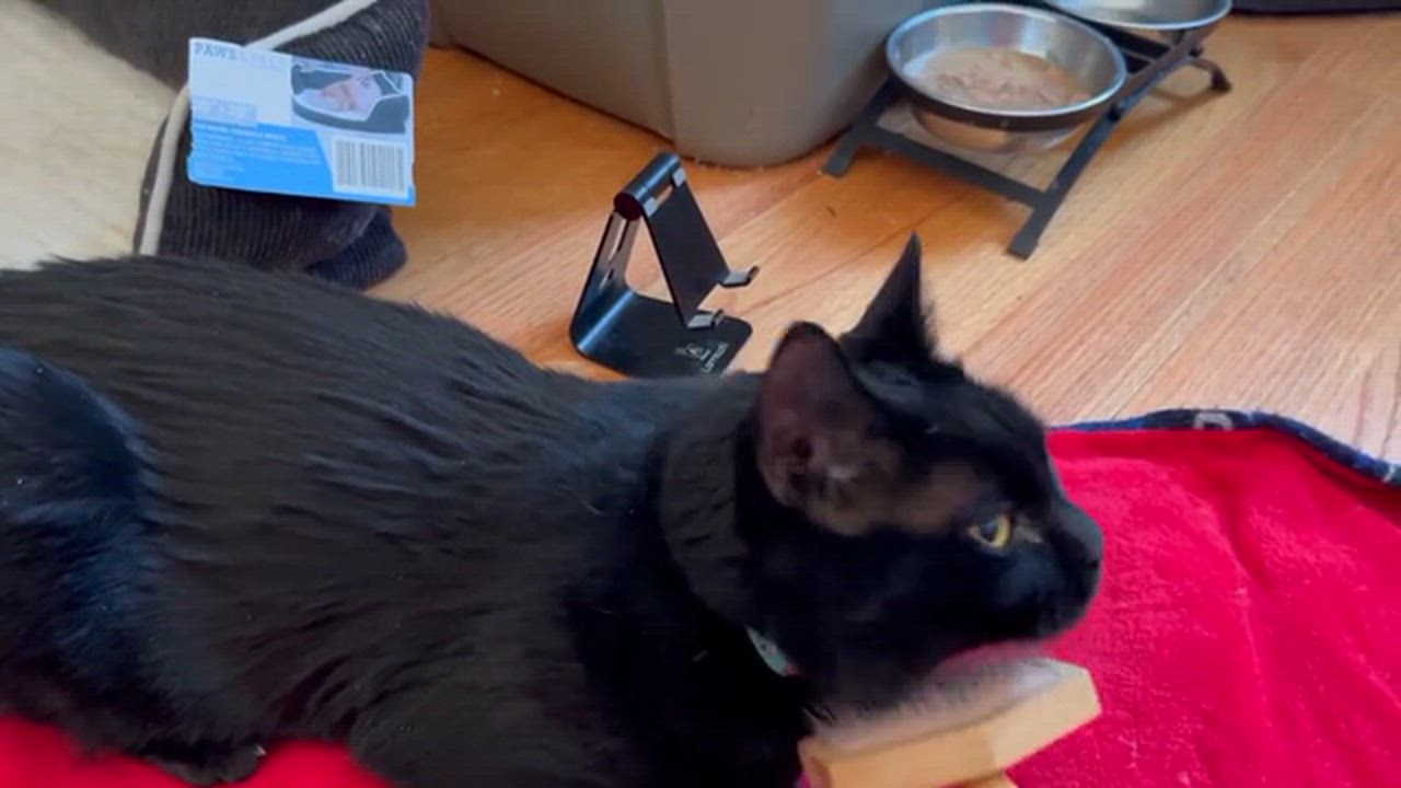 Enlarge Winthrop, a ADOPTABLE Domestic Short Hair in Melrose, MA video 6/6