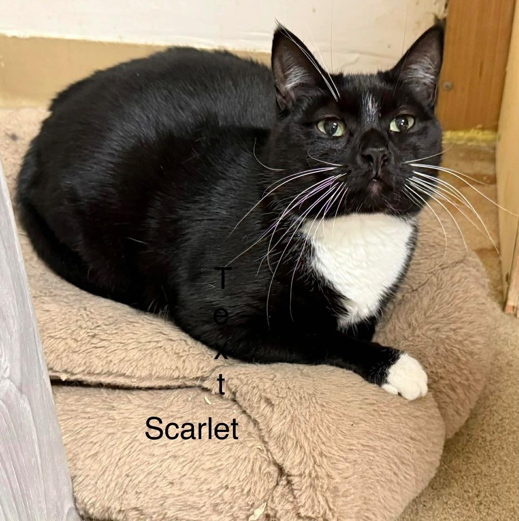 Enlarge Scarlet, a Adoptable mixed breed in Plattsburgh, NY image 1/1