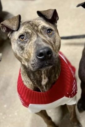 Herman, a Adoptable Mastiff in Georgetown, TN image 1/6