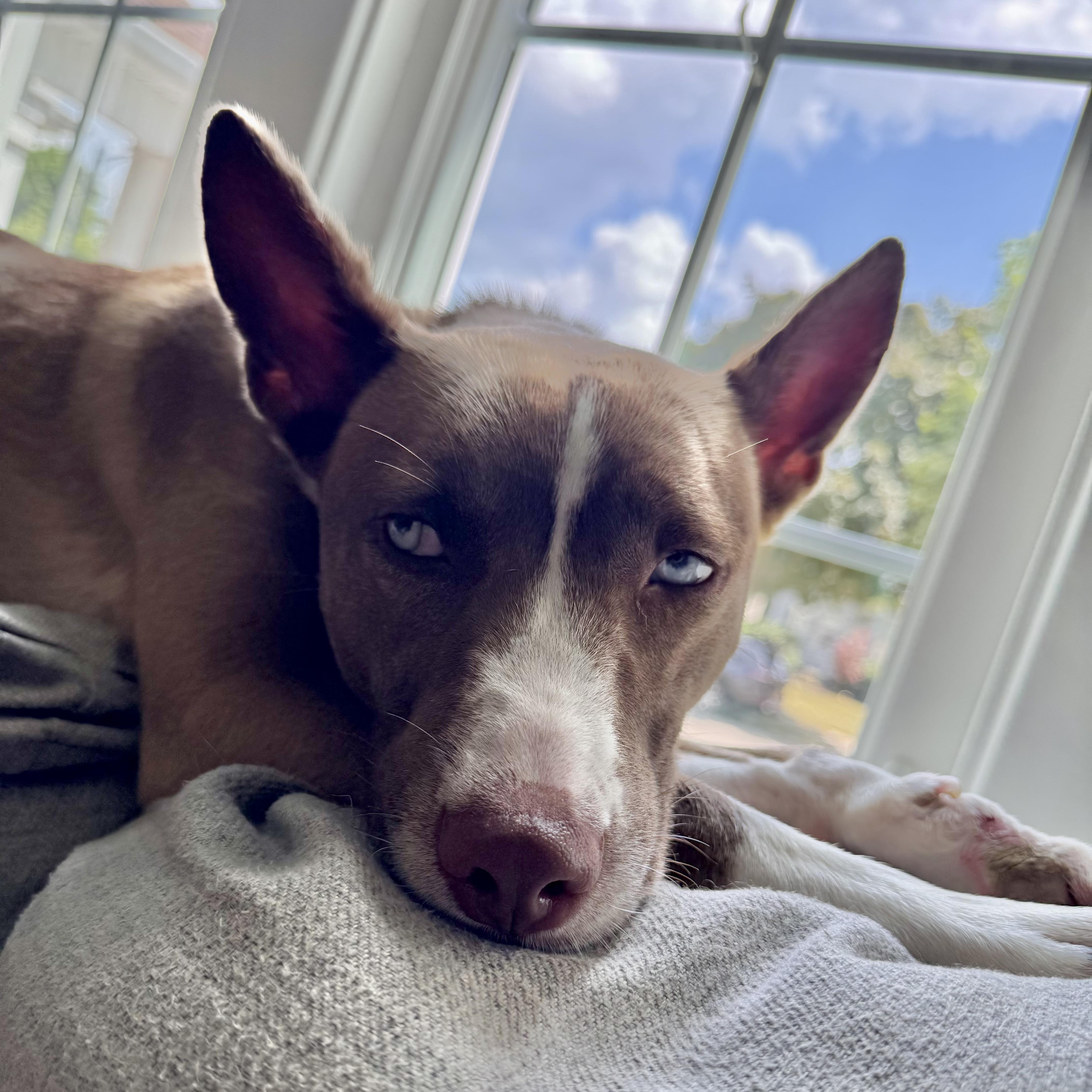 Violet, ADOPTABLE, Young Female Siberian Husky.