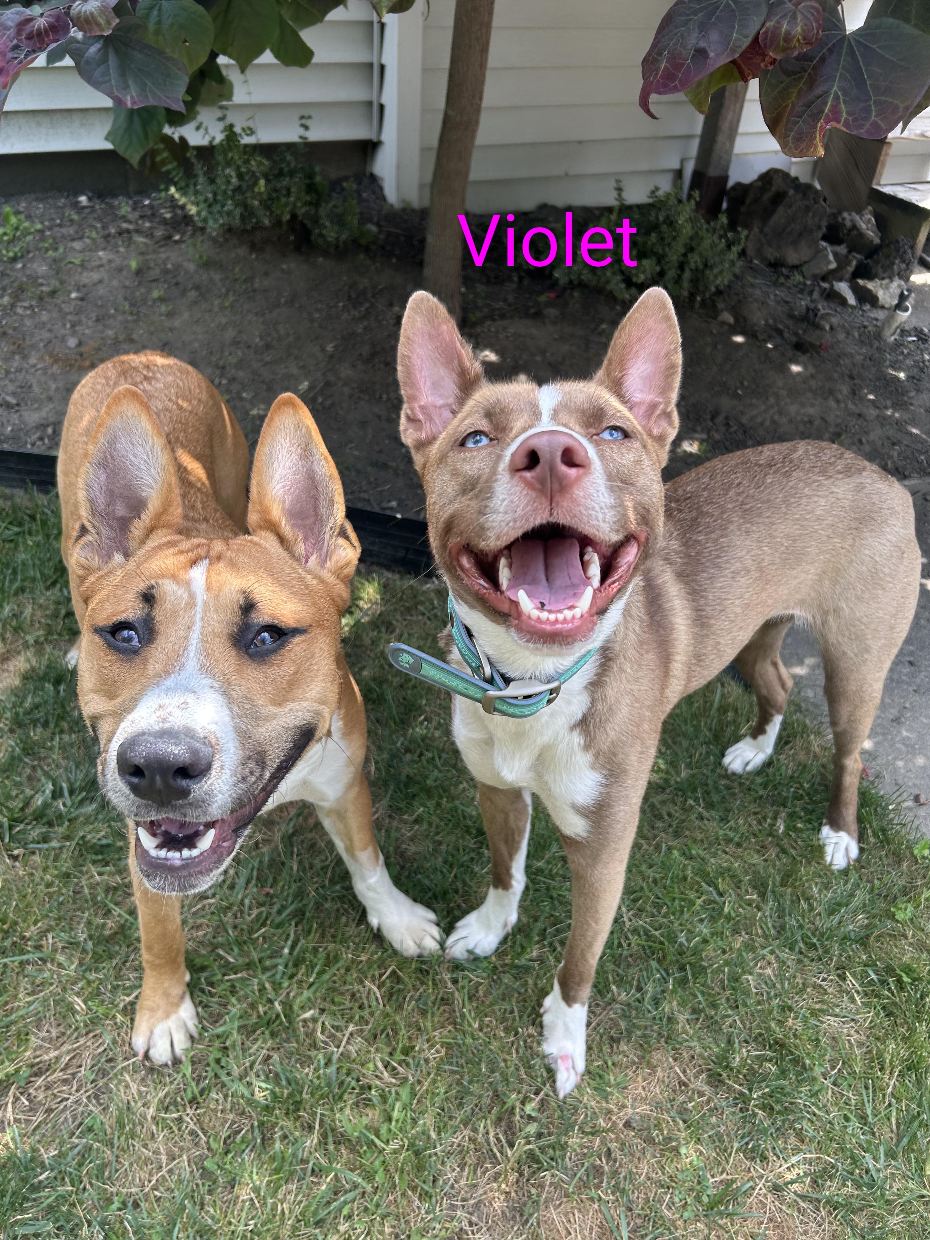 Enlarge Violet, a ADOPTABLE mixed breed in Buffalo, NY image 3/6