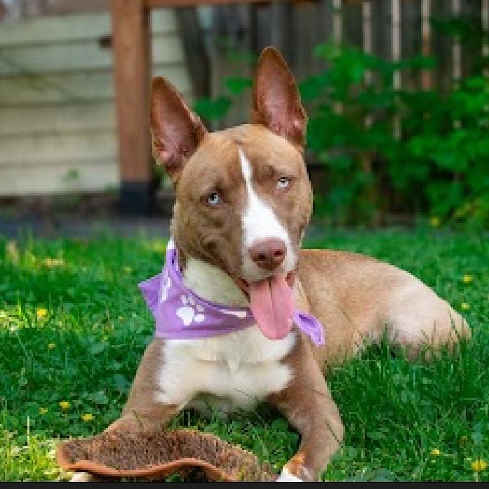 Enlarge Violet, a ADOPTABLE mixed breed in Buffalo, NY image 6/6