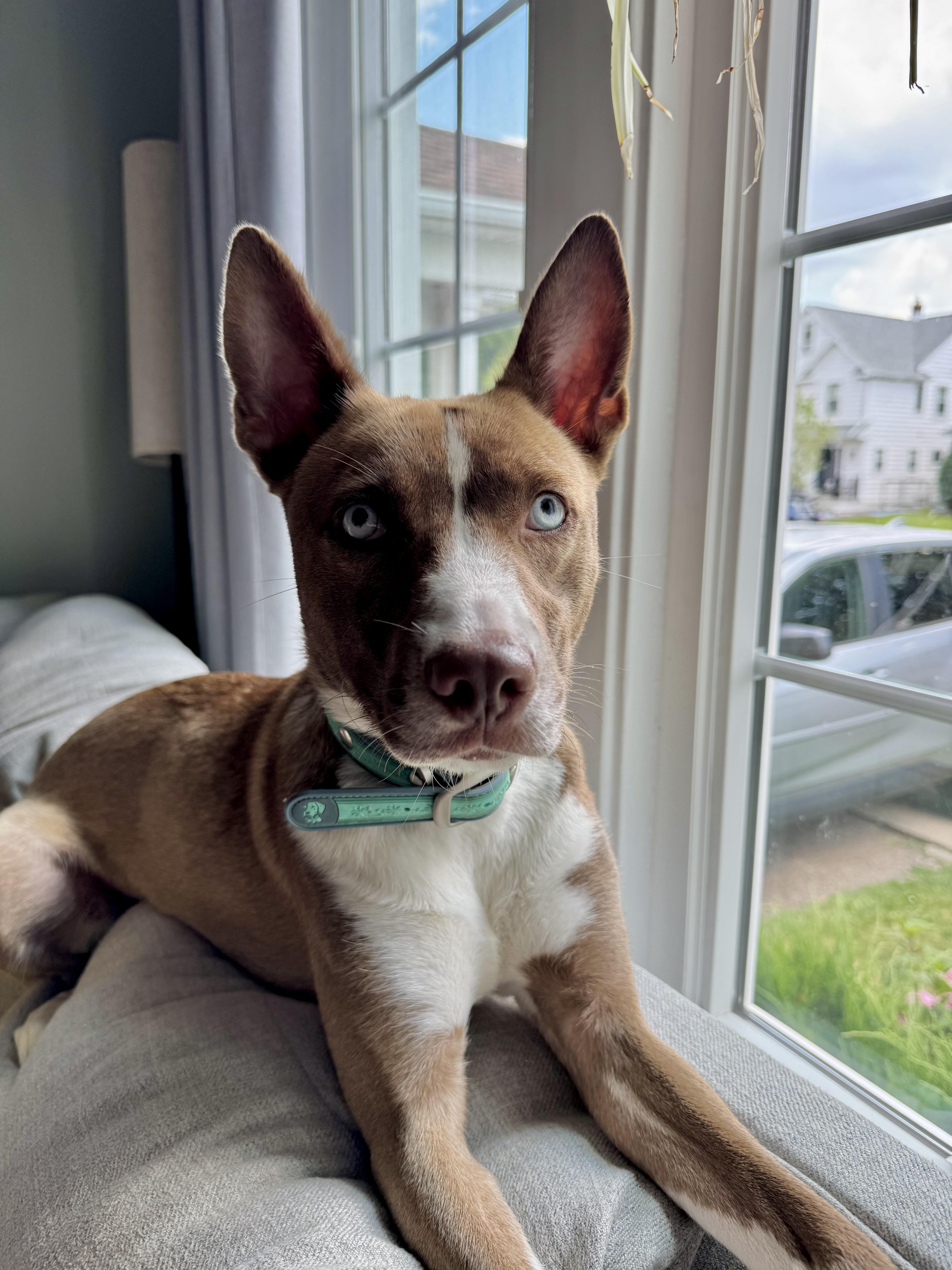 Enlarge Violet, a ADOPTABLE mixed breed in Buffalo, NY image 5/6