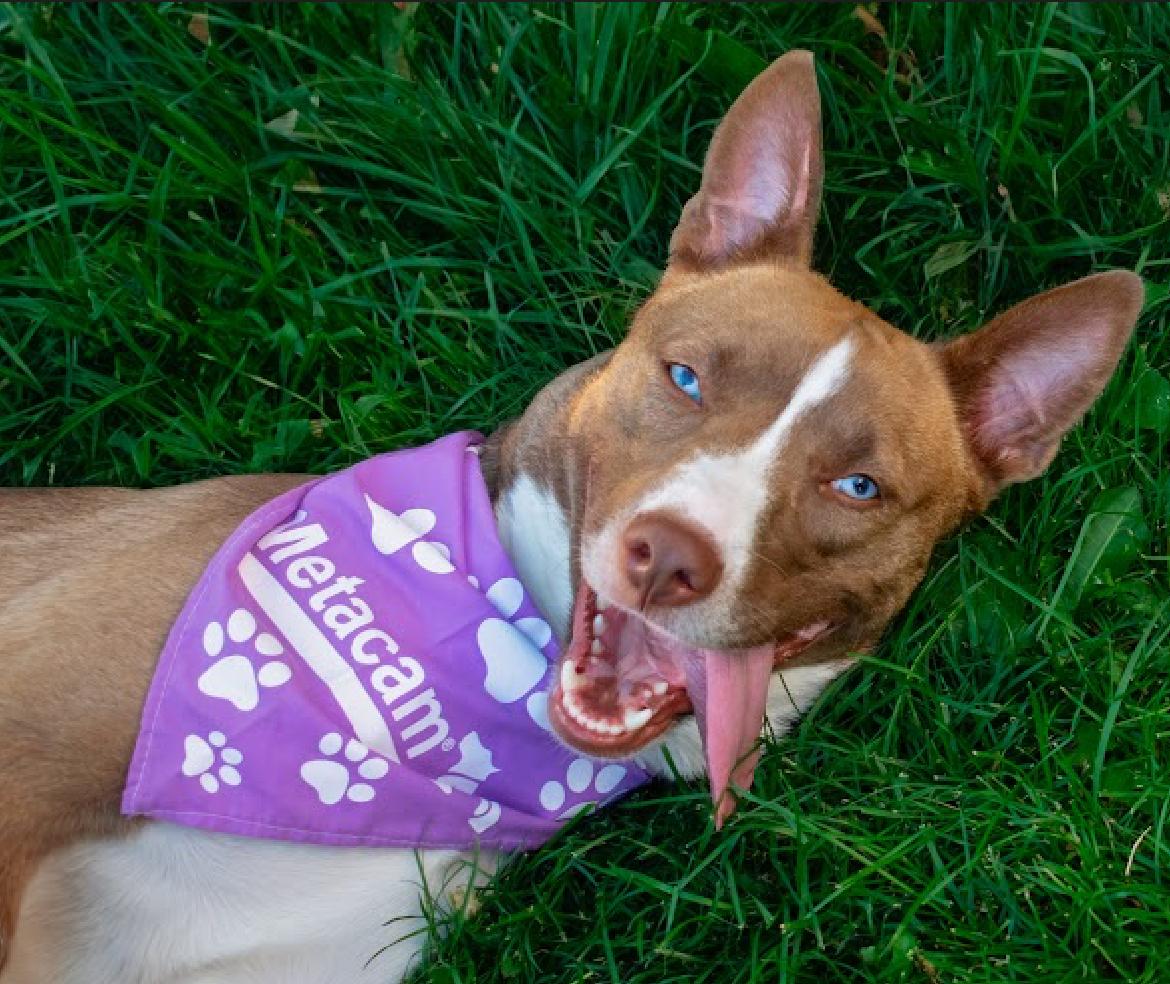 Enlarge Violet, a ADOPTABLE mixed breed in Buffalo, NY image 2/6