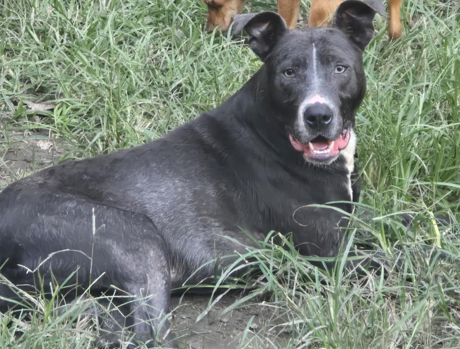 Blue - I want to play the day away!, Adoptable, Young Male Pit Bull Terrier.