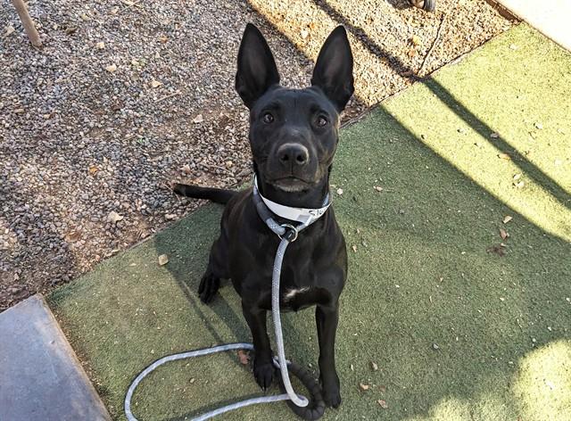 ROSETTE, Adoptable, Young Female Labrador Retriever & Australian Cattle Dog / Blue Heeler.