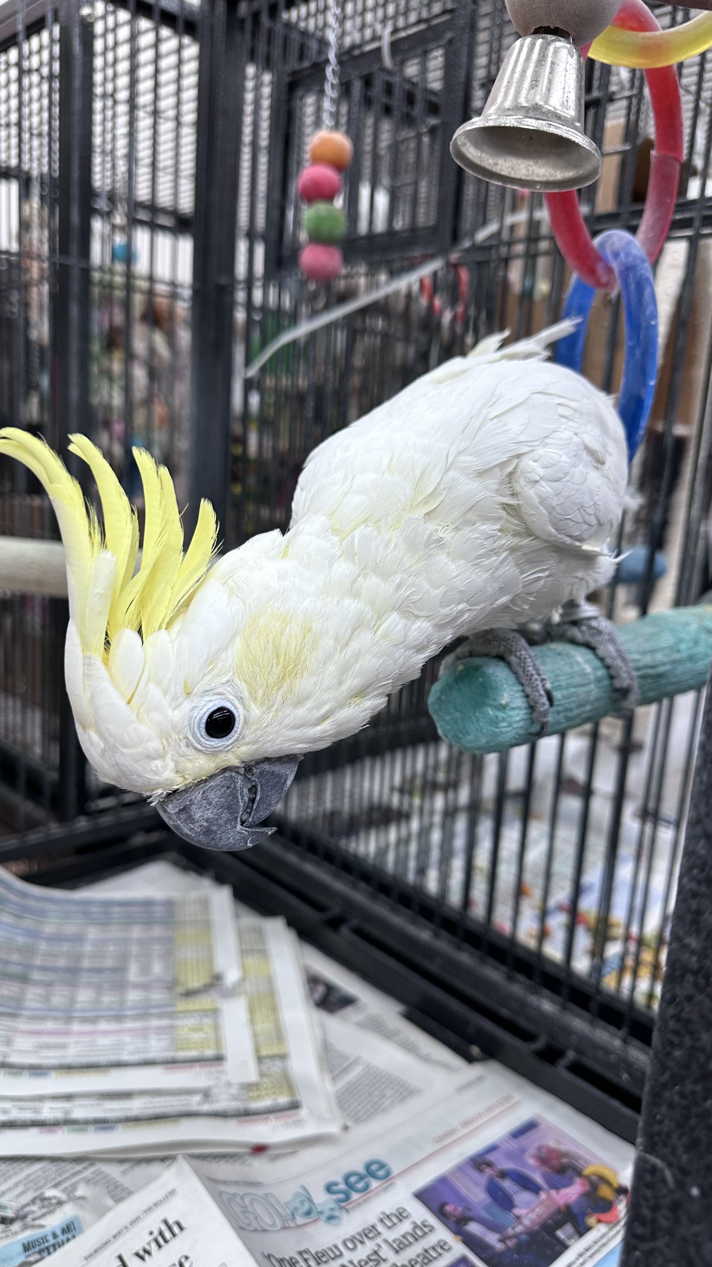 Sunny, a Adoptable Cockatoo in Bend, OR image 1/2