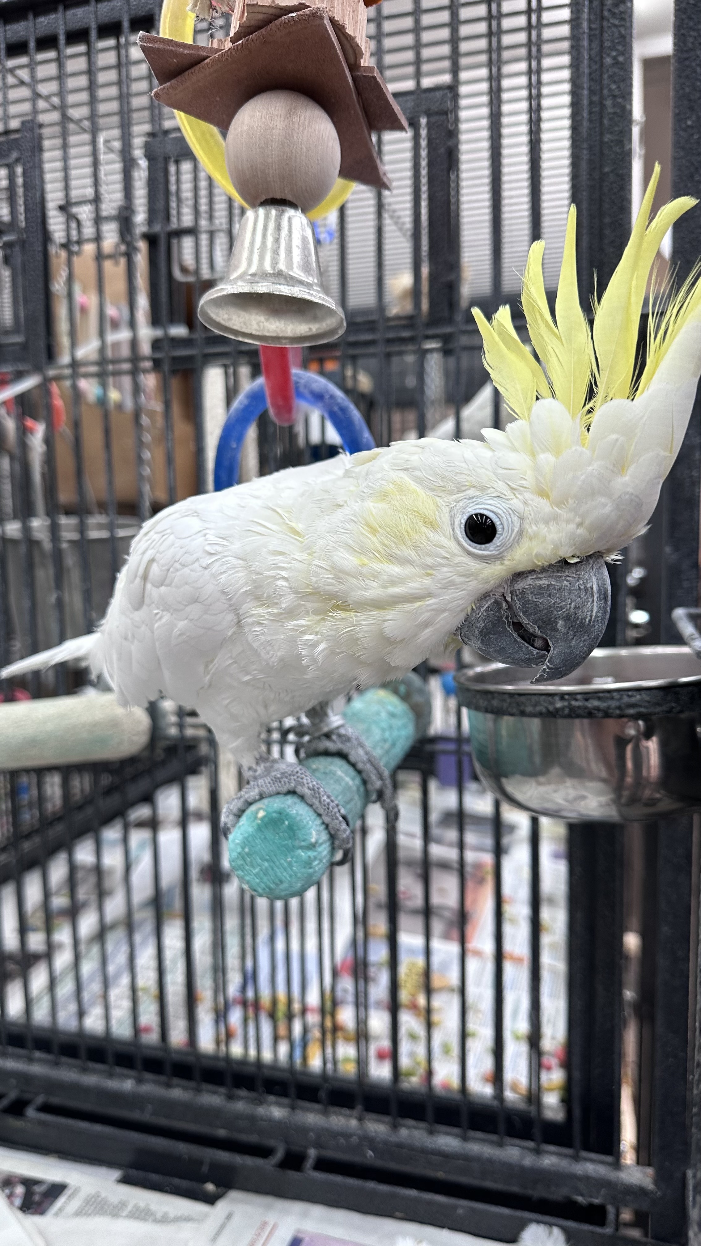 Sunny, a Adoptable Cockatoo in Bend, OR image 2/2
