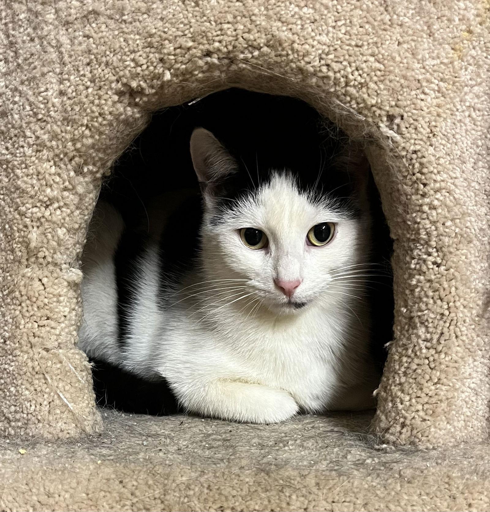 Enlarge Bert, a Adoptable Domestic Short Hair in Trexlertown, PA image 1/3