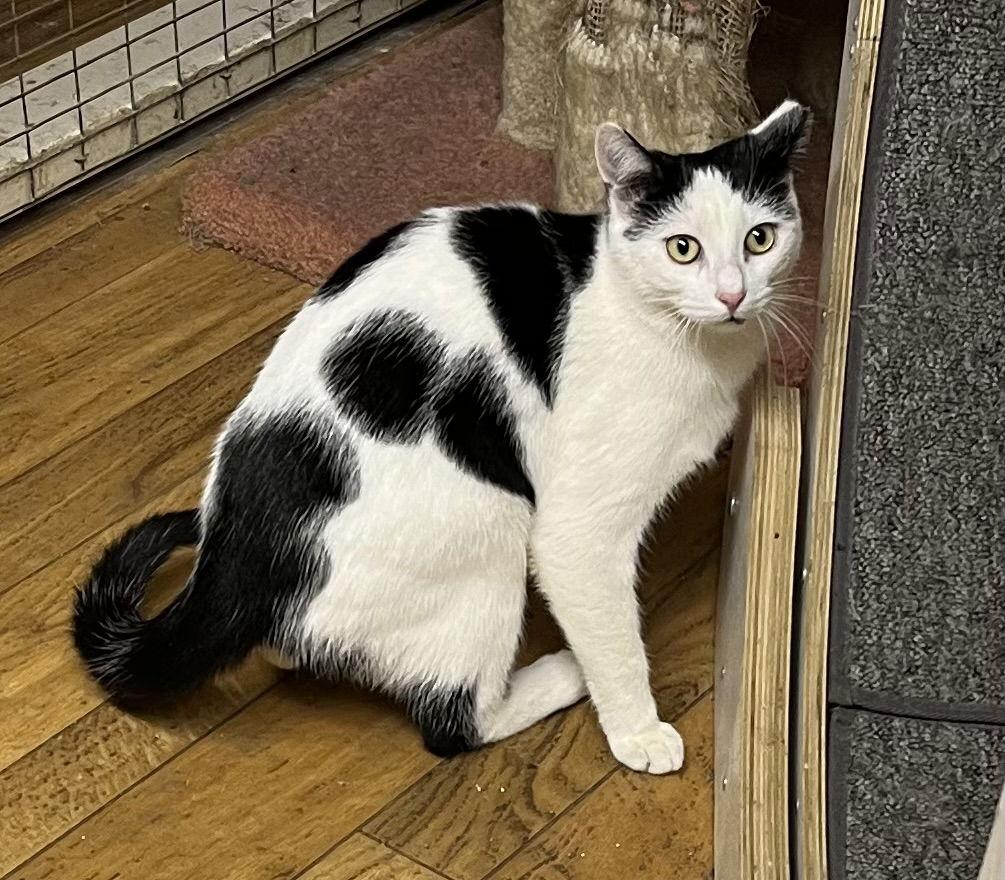 Enlarge Bert, a Adoptable Domestic Short Hair in Trexlertown, PA image 2/3