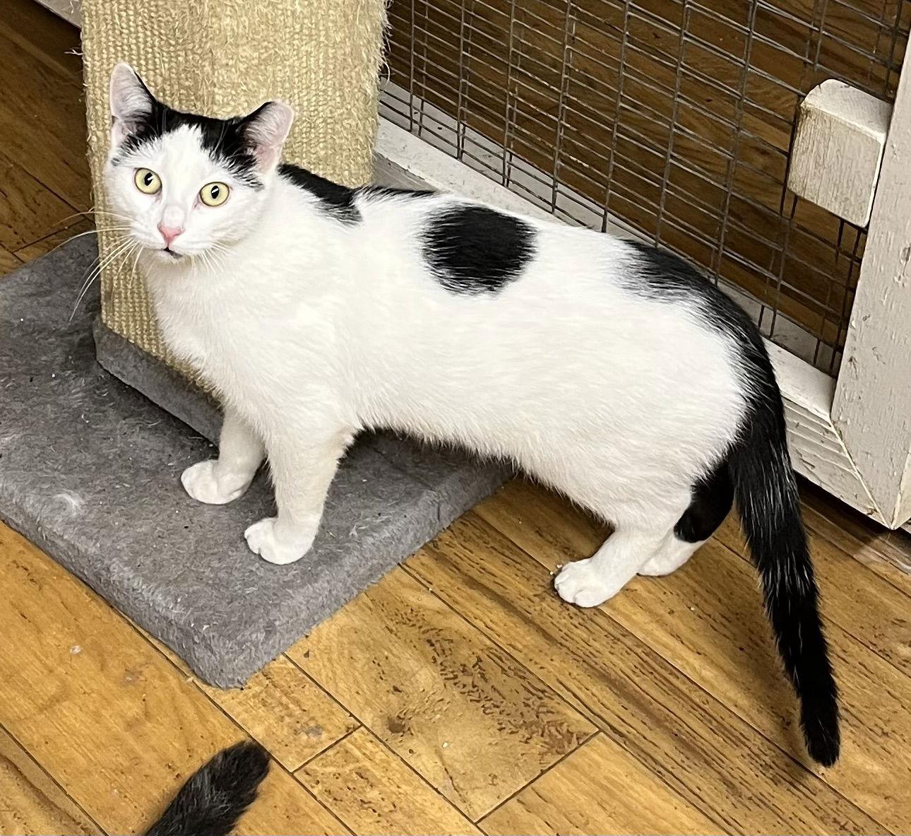 Enlarge Bert, a Adoptable Domestic Short Hair in Trexlertown, PA image 3/3