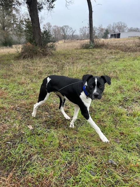 ARMANI, Young Male Labrador Retriever