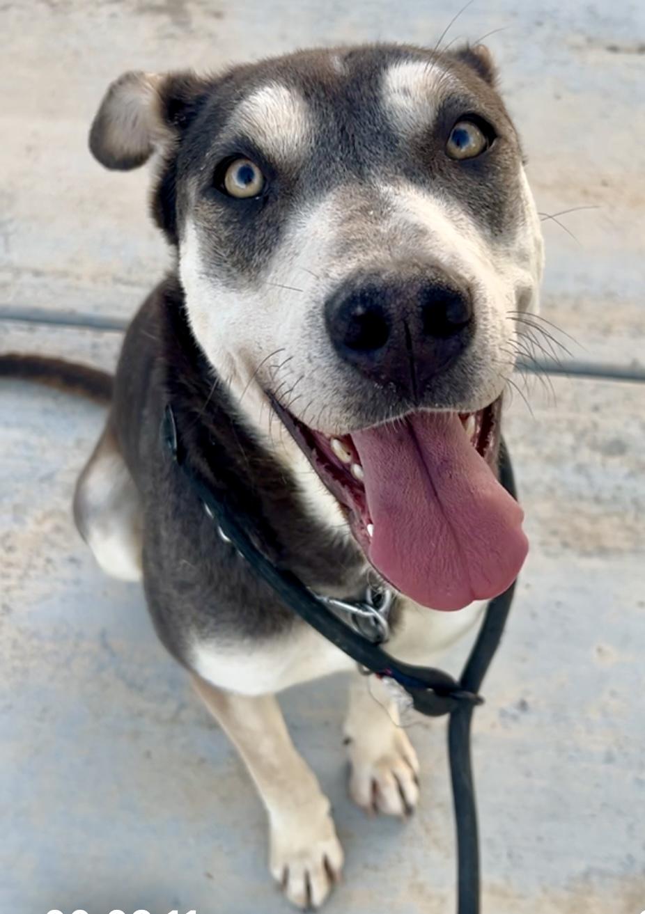 April, Adoptable, Young Female Husky & German Shepherd Dog.