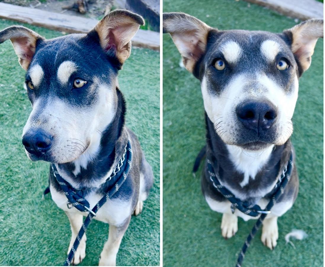 Enlarge April, a Adoptable mixed breed in Carlsbad , CA image 5/6