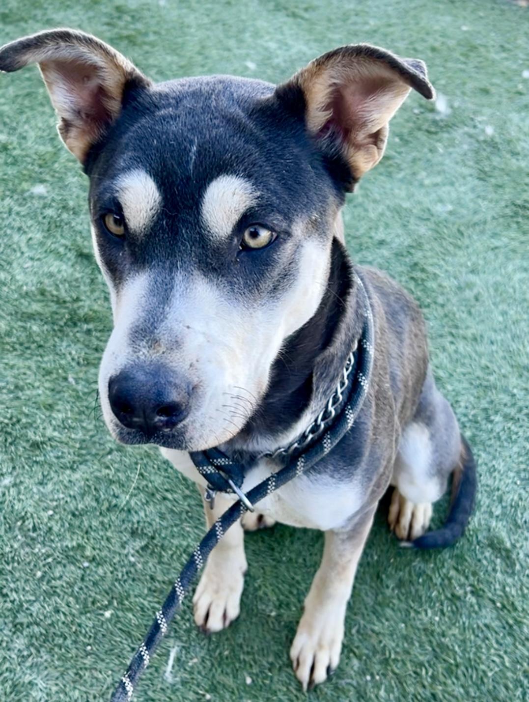 Enlarge April, a Adoptable mixed breed in Carlsbad , CA image 6/6
