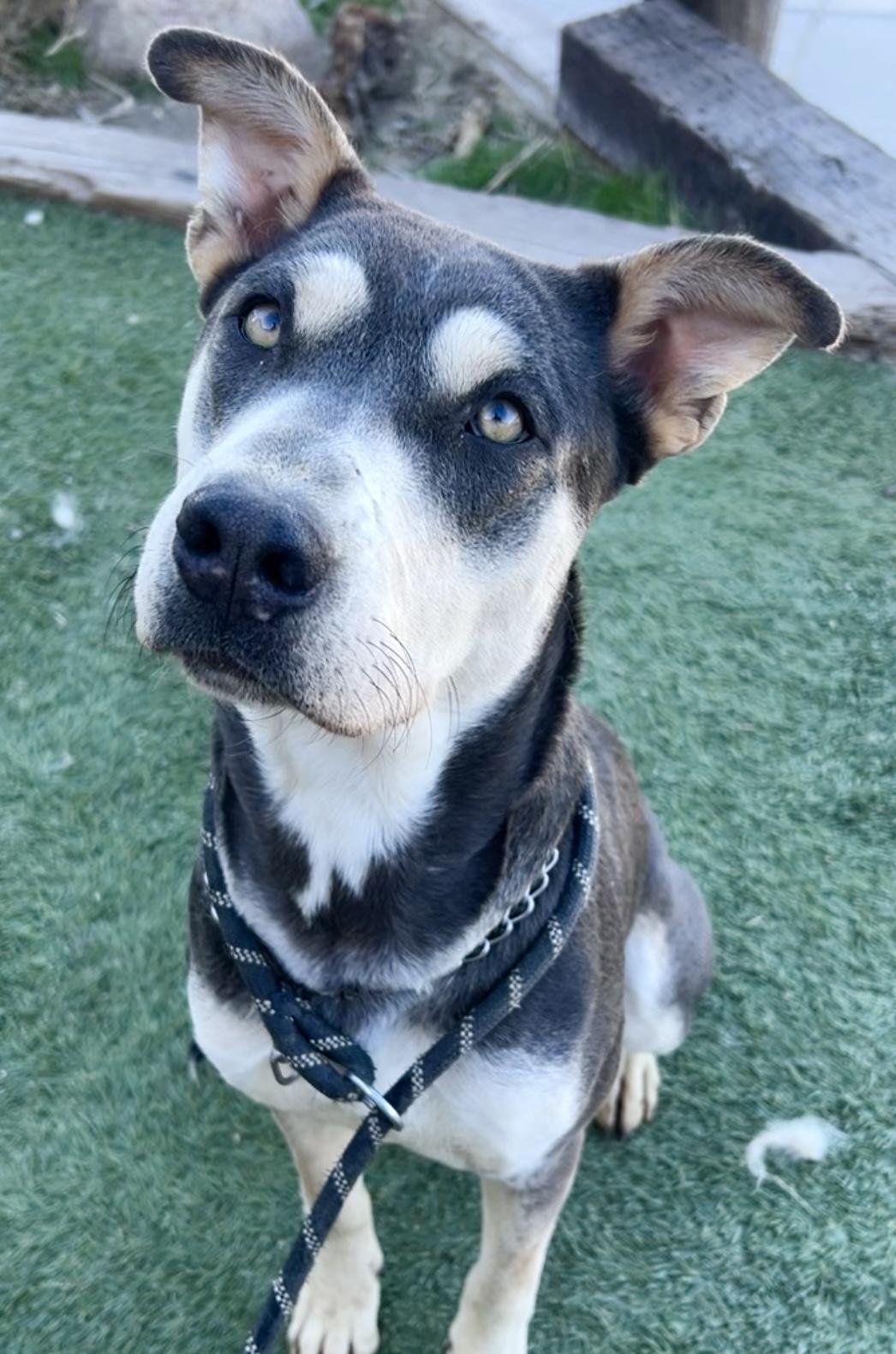 Enlarge April, a Adoptable mixed breed in Carlsbad , CA image 3/6