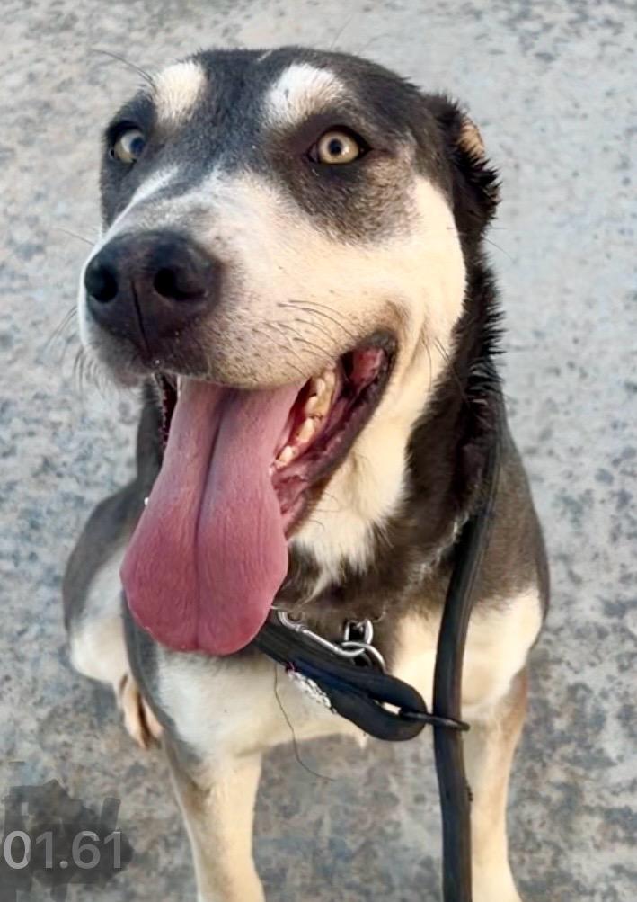 Enlarge April, a Adoptable mixed breed in Carlsbad , CA image 4/6