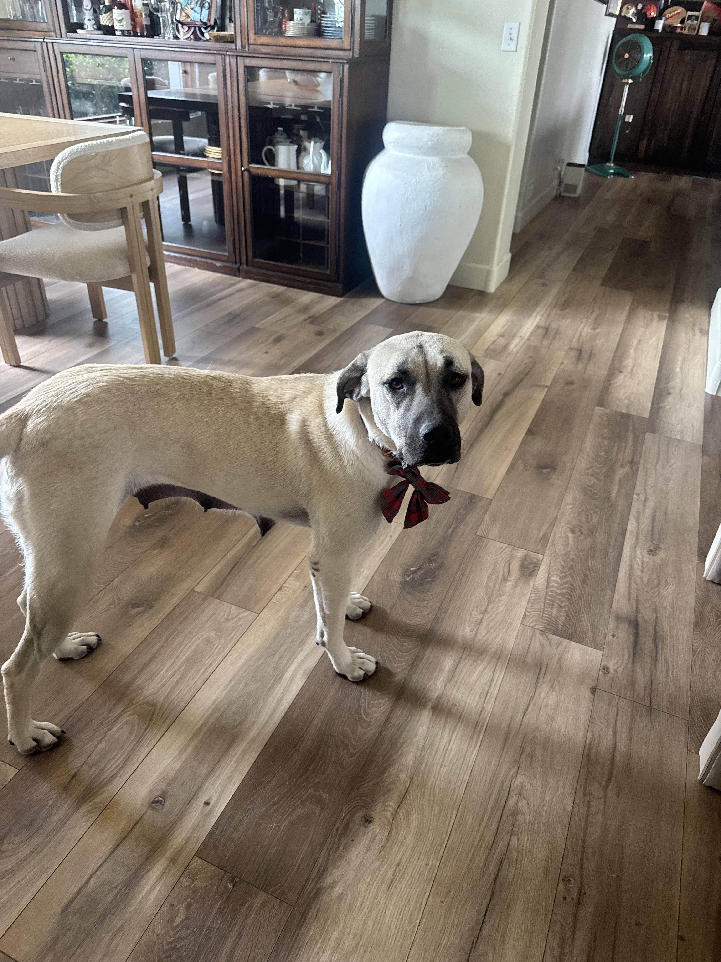 Penelope, a Adoptable mixed breed in Tucson, AZ image 4/6