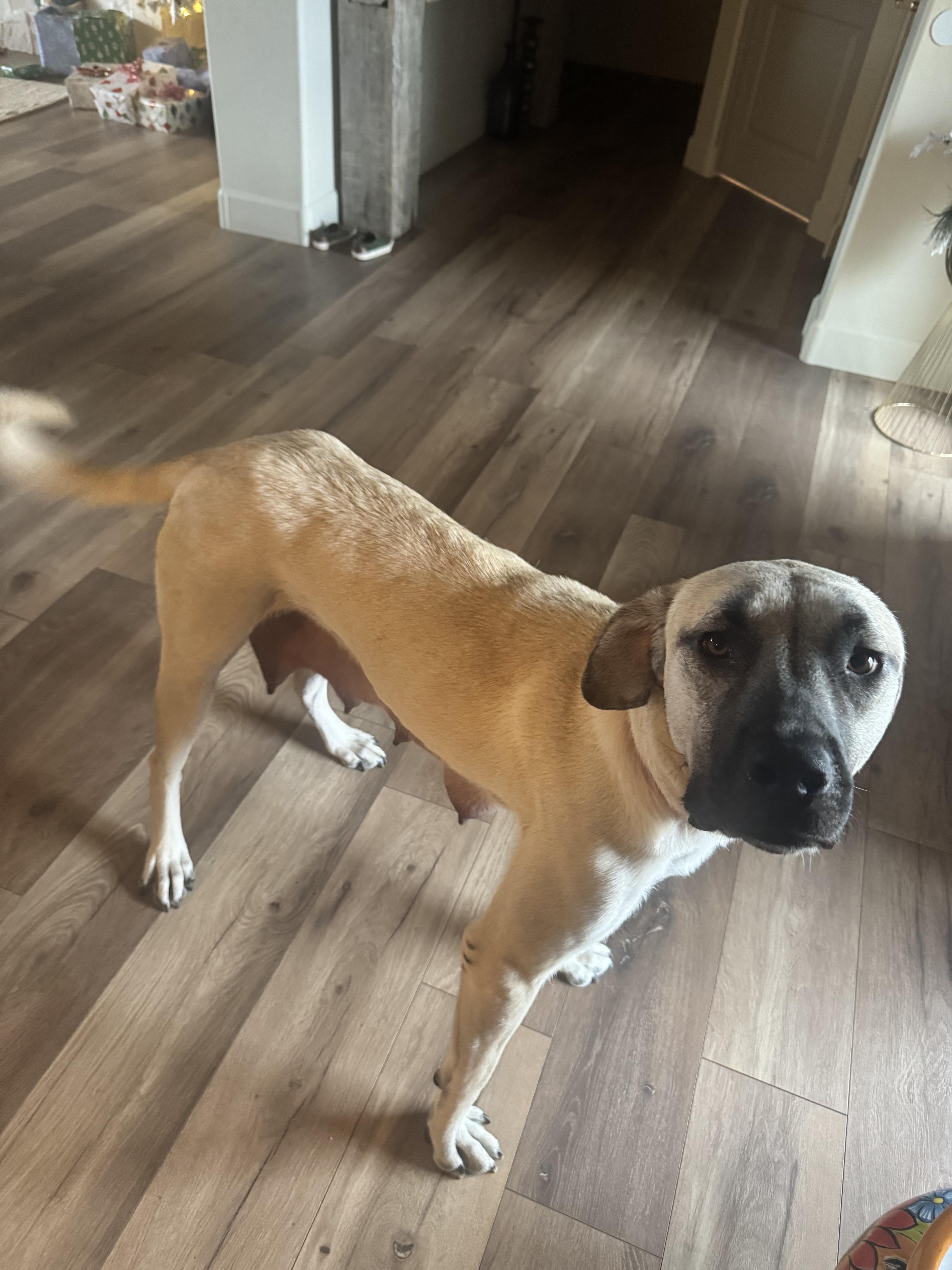 Enlarge Penelope, a Adoptable Anatolian Shepherd in Tucson, AZ image 4/6