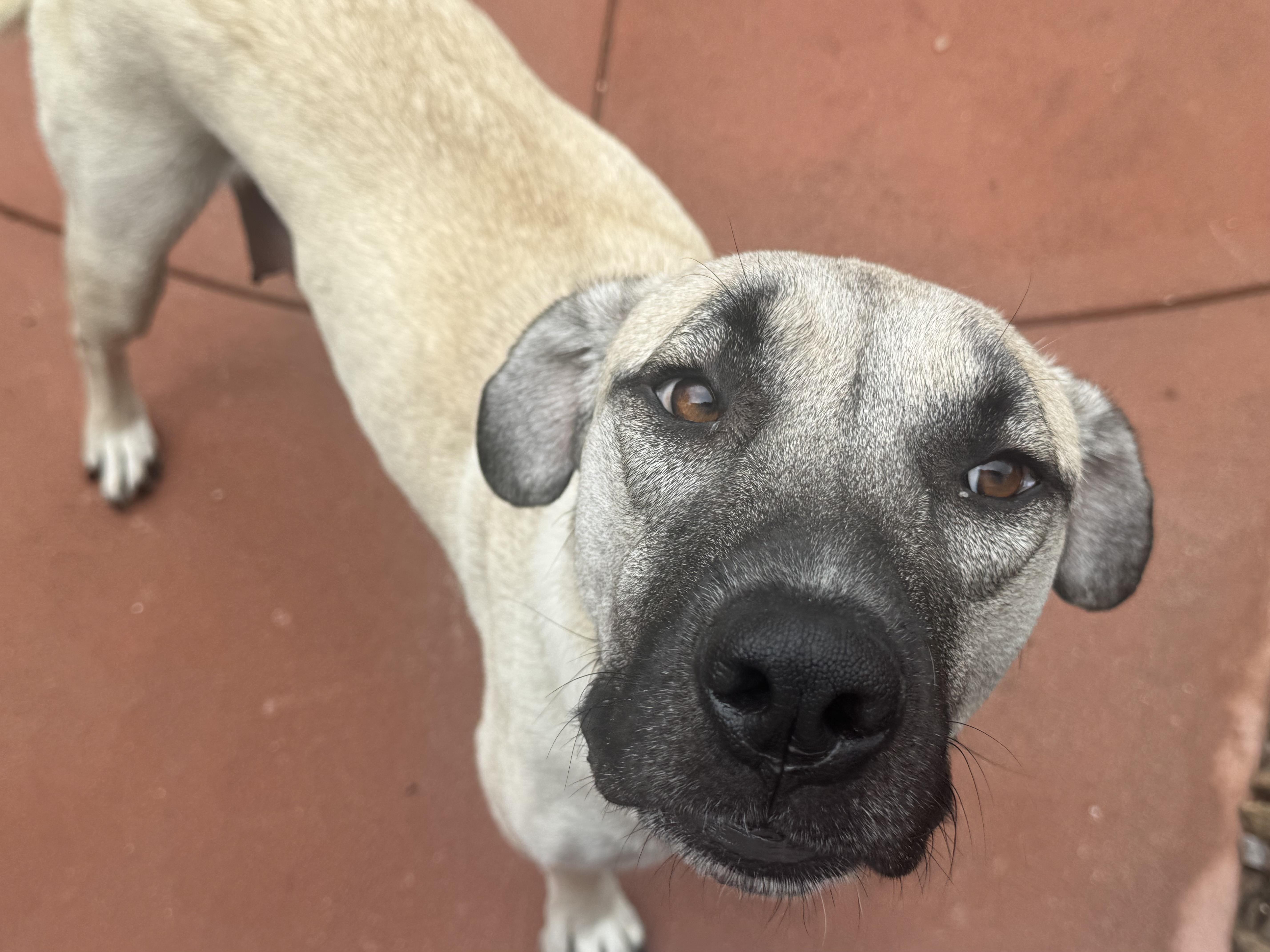 Enlarge Penelope, a Adoptable Anatolian Shepherd in Tucson, AZ image 5/6