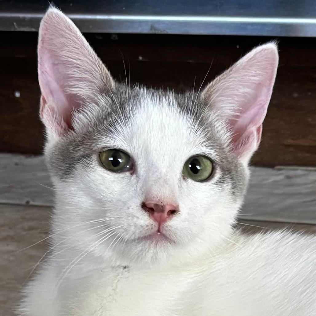 Koby — thumbnail 2