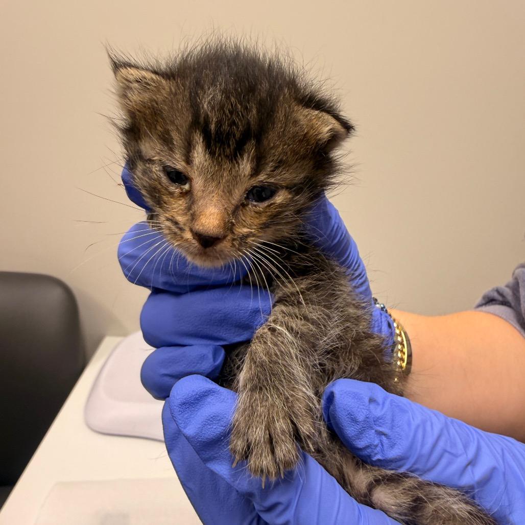 Enlarge Popcorn, a Adoptable Domestic Short Hair in Chattanooga, TN image 1/2