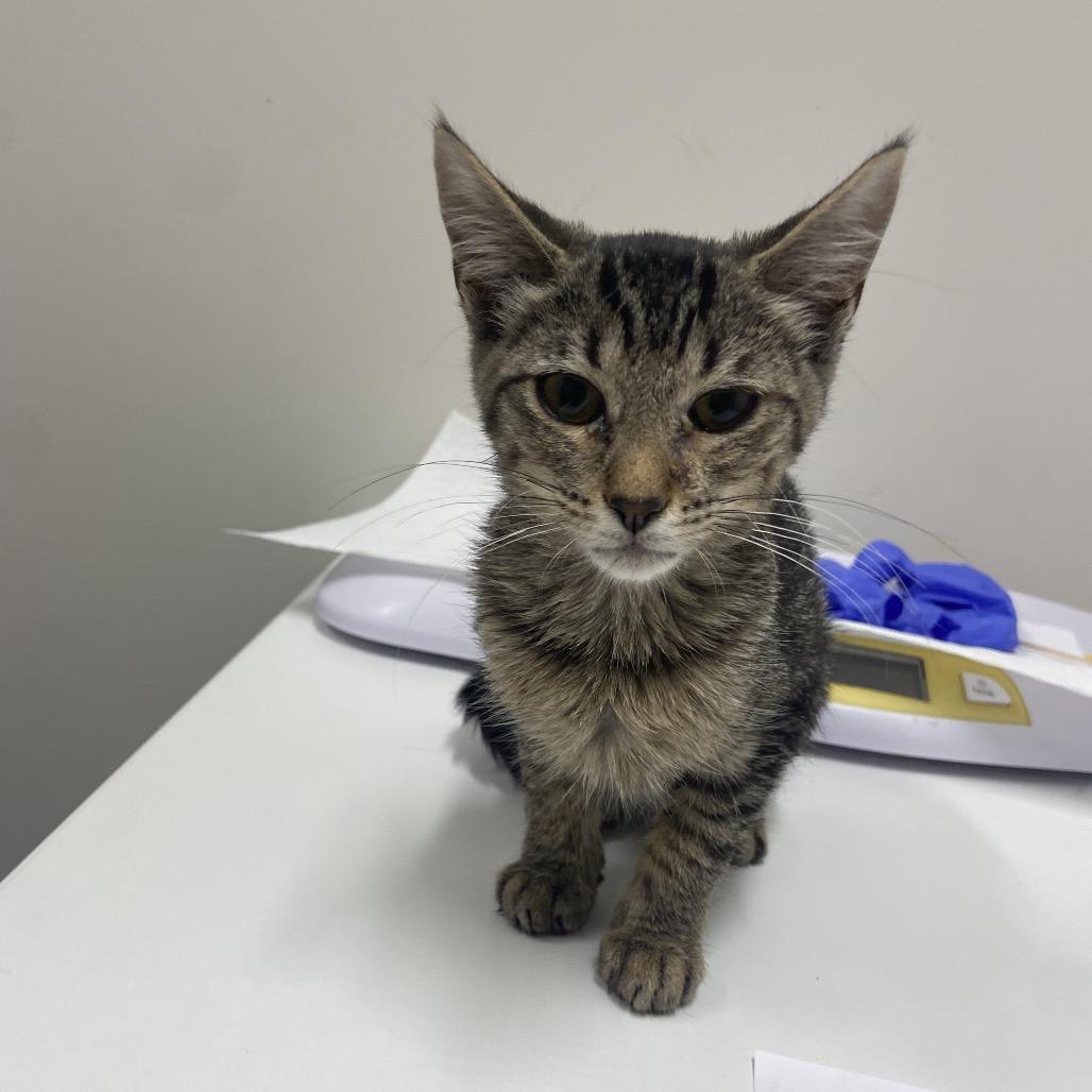 Enlarge Popcorn, a Adoptable Domestic Short Hair in Chattanooga, TN image 2/2